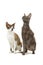 Cornish Rex cats