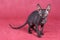 Cornish Rex kitten