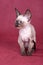 Cornish Rex kitten