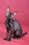 Cornish Rex kitten