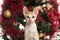 Cornish Rex kitten in front of a Christmas tree