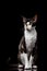 Cornish Rex Sits and Looking in Camera