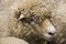 Cornish Sheep Cornwall