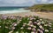 Cornish Wildflower Coastal Landscape