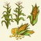 Corns icon illustration plant design for label