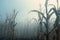 Cornstalks in a misty field creating a dreamy