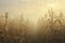 Cornstalks in a misty field creating a dreamy