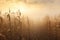 Cornstalks in a misty field creating a dreamy