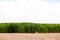 Cornstalks next to an untilled field in Colorado.