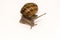 Cornu aspersum Garden Snail