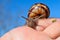 Cornu aspersum, garden snail on hand in macro close-up