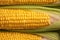 Cornucopia of freshness Sweet corn ears showcased in closeup
