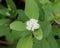 Cornus Alba Or Dogwood In Bloom