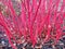 Cornus alba `Sibirica` shrub