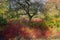 Cornus alba sirbica, siberian dogwood setting the borders aflame