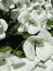 Cornus with beautiful large white flowers , commonly known as dogwoods