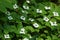 Cornus canadensis - Group Flowering