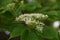 Cornus controversa blossoms