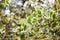 Cornus controversa (variegata) - leaves