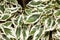 Cornus controversa variegata leaves details