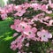 Cornus flowers Dogwood trees