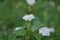 Cornus - flowers and flower buds and leaves