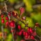 Cornus fruit .Dogwood berries are hanging on a branch of dogwood tree. Cornel, Cornelian Cherry Dogwood