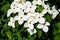 Cornus kousa flowers