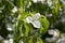 Cornus kousa ornamental and beautiful flowering shrub, bright white flowers with four petals on blooming branches