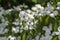 Cornus kousa ornamental and beautiful flowering shrub, bright white flowers with four petals on blooming branches