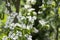 Cornus kousa ornamental and beautiful flowering shrub, bright white flowers with four petals on blooming branches