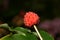 Cornus kousa red fruit of a Japanese dogwood