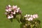 Cornus Kousa Satomi in a garden