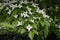 Cornus kousa - tree with white flowers