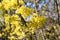 Cornus mas, Cornelian cherry, European cornel, dogwood, flowering plant in the dogwood Cornaceae, native to southern