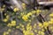 Cornus mas. Dog-tree. dogwood. Cornel blossoms. The tree is blooming