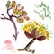 Cornus mas floral botanical flowers. Watercolor background illustration set. Isolated dogwood illustration element.