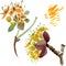 Cornus mas floral botanical flowers. Watercolor background illustration set. Isolated dogwood illustration element.