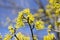 Cornus mas fruit tree in bloom, yellow small flowers against blue sky