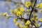 Cornus mas fruit tree in bloom, yellow small flowers against blue sky