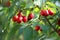Cornus mas. Red fruit of the cornelian cherry, european cornel.