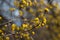 Cornus mas tree with yellow flowers