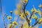 Cornus officinalis. bloom in the spring of Korea.