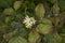 Cornus sanguinea blooming