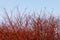 Cornus sanguinea. Brightly red branches of the tree Dogwood in the spring forest at sunset in April. Backlit sunlight