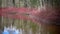 Cornus sanguinea, the common dogwood on the bank of a pond in the early spring