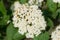 Cornus sanguinea, common dogwood,  bloody dogwood white flowers