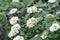 Cornus sanguinea, common dogwood,  bloody dogwood white flowers