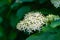 Cornus sanguinea or Swida sanguinea, the common dogwood or bloody dogwood. Beautiful blossom with lot white flowers