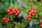 Cornus suecica - Bunchberry